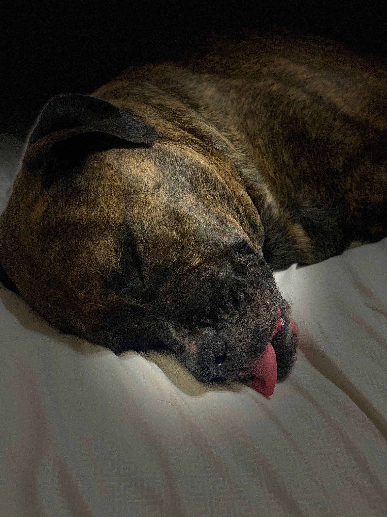 Kimber is registered to the contest to win money with this photo: canidae, carnivore, comfort, companion_dog, dog, dog_breed, fawn, fur, grey, guard_dog, liver, marine_mammal, nap, snout, sporting_group, tail, terrestrial_animal, whiskers, working_animal, wrinkle