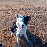 dog, border_collie, black_and_white, pet, animal, sitting, tongue_out, open_mouth, outdoor, field, grass, sunlight, portrait, looking_at_camera, floppy_ears, fur, tail, social_media, screenshot, landscape