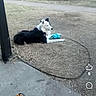 Primo is registered to the contest to win money with this photo: animal, black_and_white_dog, building, bush, courtyard, daytime, dirt, dog, grass, large_dog, leash, lying_down, outdoor, pet, profile, relaxed, sidewalk, social_media_screenshot, toy, turquoise_toy