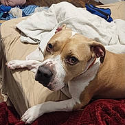Viggo is registered to the contest to win money with this photo: bed, blanket, brown, canine, collar, comfort, dog, fabric, floor, furniture, household, indoor, looking, pet, pillow, relaxed, resting, room, white, wood_floor