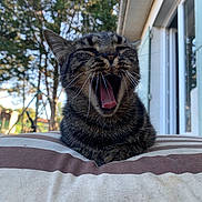 Chanel participe au concours pour gagner de l'argent avec cette photo : cat, tabby, yawning, mouth_open, whiskers, cushion, striped, outdoor, tree, house, window, daylight, pet, animal, relaxed, feline, fur, closeup, resting, nature