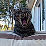 cat, tabby, yawning, mouth_open, whiskers, cushion, striped, outdoor, tree, house, window, daylight, pet, animal, relaxed, feline, fur, closeup, resting, nature