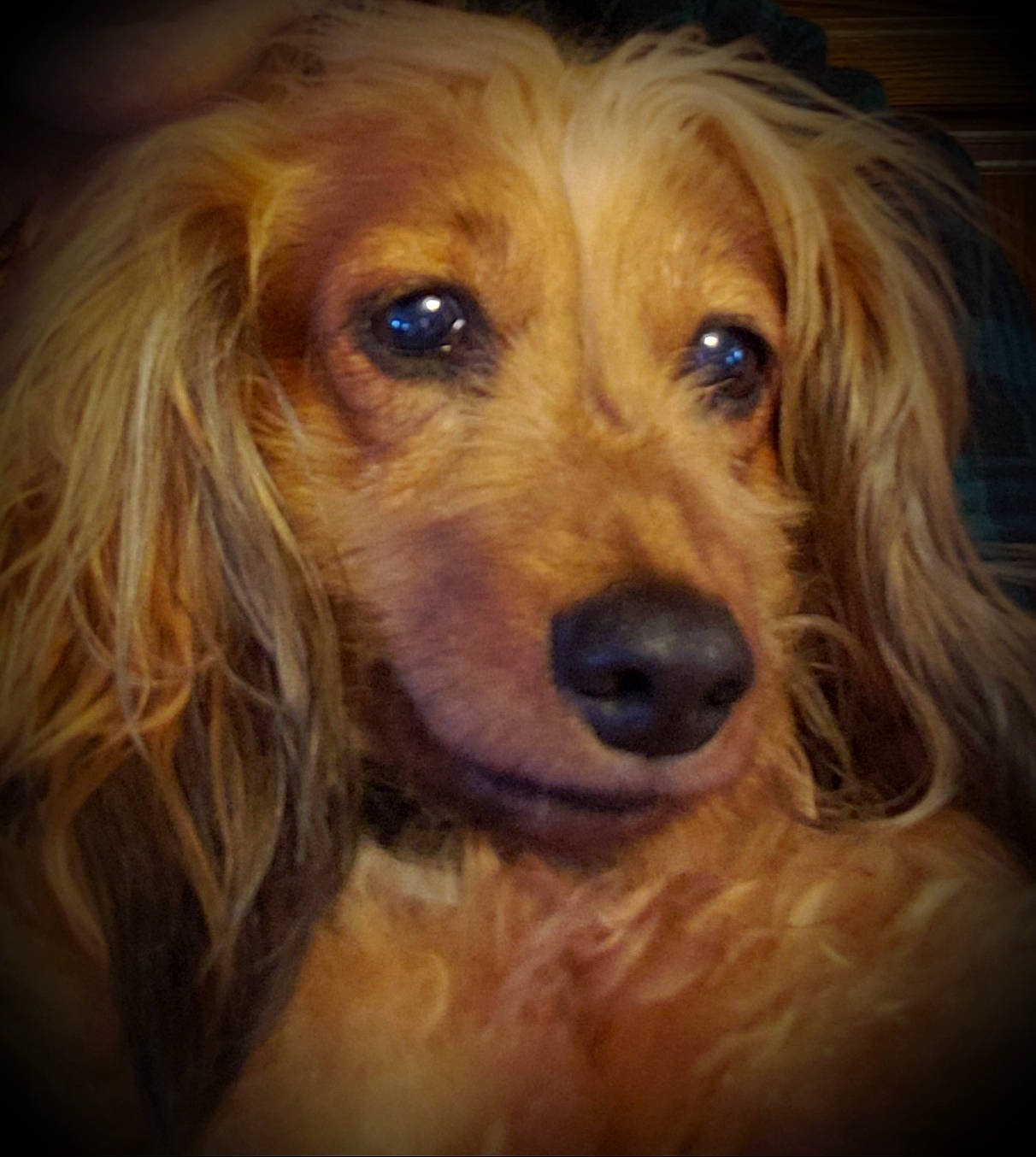Monica is registered to the contest to win money with this photo: canidae, caramel_color, carnivore, cocker_spaniel, companion_dog, dog, dog_breed, english_cocker_spaniel, eye, fur, long_hair, mammal, puppy, rare_breed_dog, snout, spaniel, sporting_group, vertebrate, whiskers