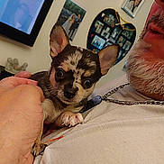 Alaïa a rejoint le concours — aidez-le/la à gagner de superbes lots ! animal, beard, chain, close_up, cute, dog, face, furniture, hand, indoor, living_room, man, pet, portrait, puppy, small_dog, television, wall_photos, watch, white_shirt