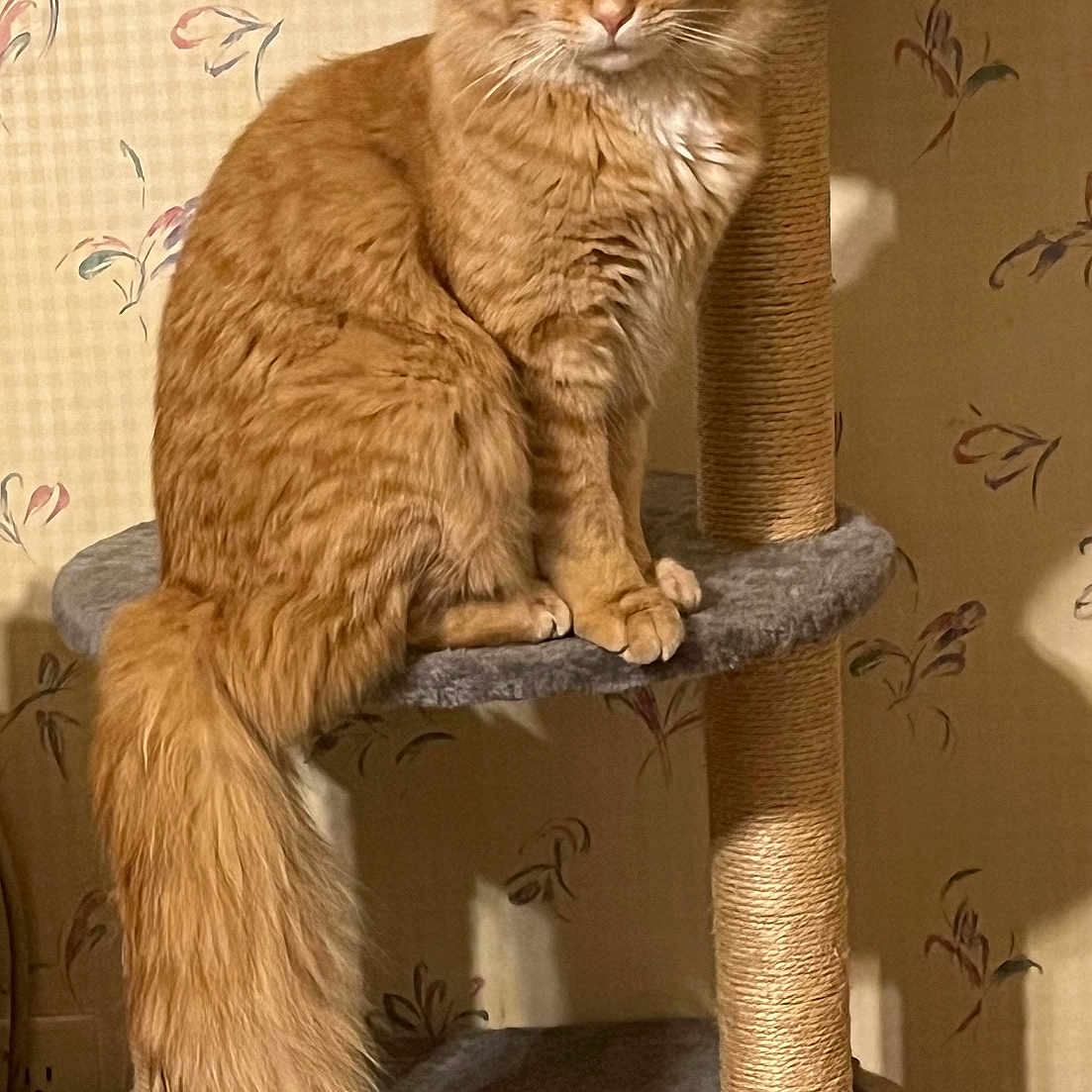 Fluffy is registered to the contest to win money with this photo: abyssinian, angora, animal, cat, chair, closet, cupboard, egyptiancat, furniture, hardwood, indoors, kitten, manx, person, pet, plywood, shelf, siamese, sleeping, wood