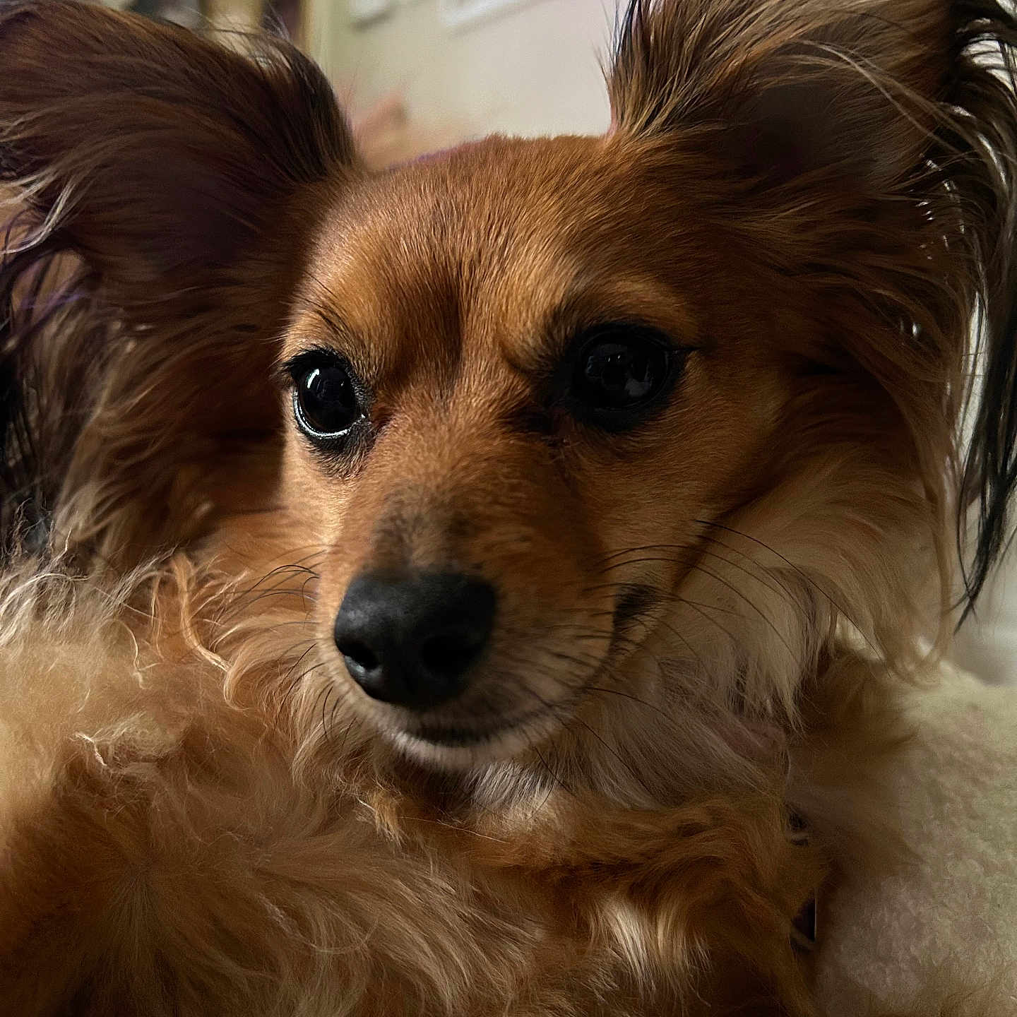 Lily is registered to the contest to win money with this photo: animal, background, black_nose, brown, close_up, companion, cozy, cute, dog, ears, fluffy, furry, indoor, mammal, pet, photography, portrait, relaxed, soft_light, whiskers