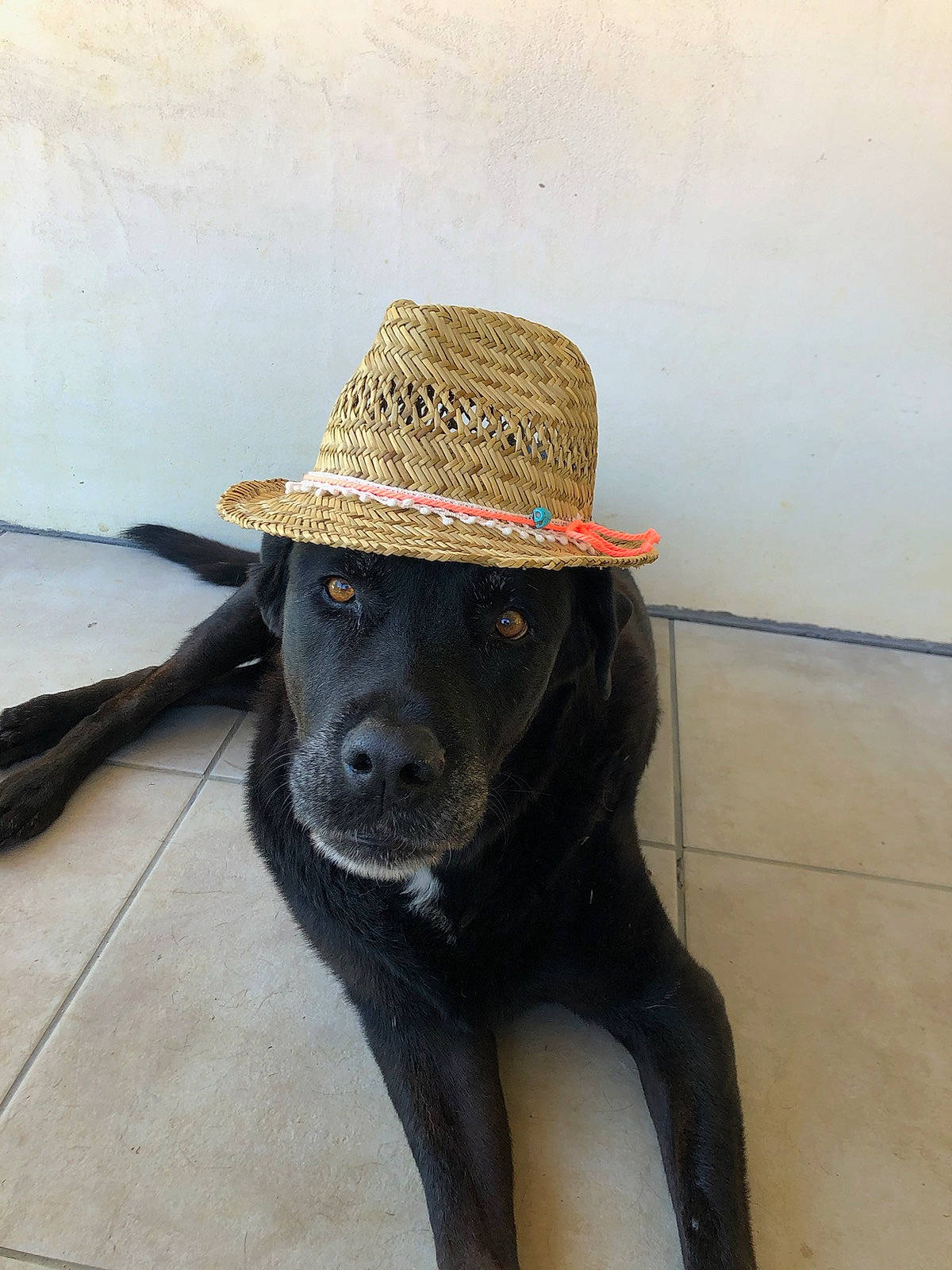 Blacky a rejoint le concours — aidez-le/la à gagner de superbes lots ! borador, canidae, carnivore, collar, companion_dog, cowboy_hat, dog, dog_breed, dog_collar, eye, fashion_accessory, fawn, fur, hat, snout, sporting_group, sun_hat, tail, wood, working_animal