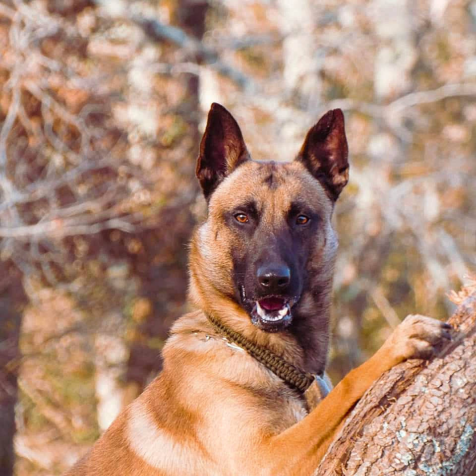 Olfy a rejoint le concours — aidez-le/la à gagner de superbes lots ! balance, belgian_shepherd_malinois, canidae, carnivore, dog, dog_breed, fawn, german_shepherd_dog, herding_dog, king_shepherd, plant, snout, sporting_group, terrestrial_animal, wildlife, wood, working_dog