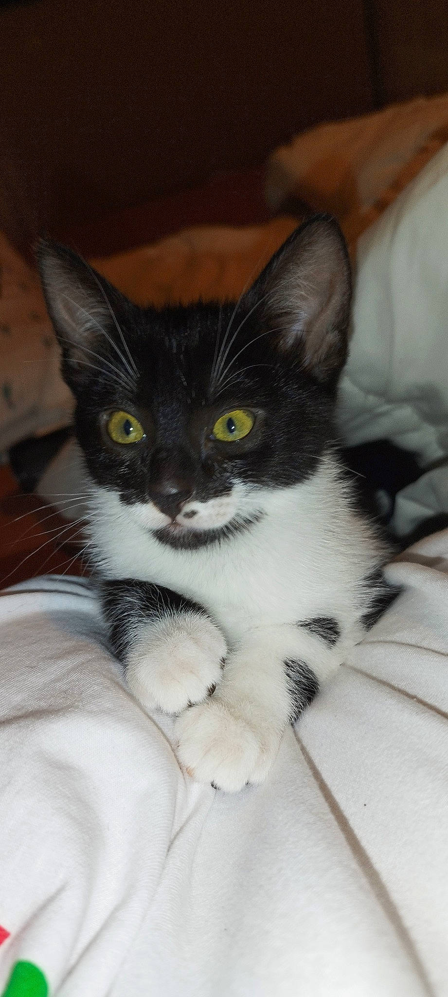 Maya a rejoint le concours — aidez-le/la à gagner de superbes lots ! box, carnivore, cat, claw, comfort, domestic_short_haired_cat, felidae, fur, monochrome_photography, paw, sitting, small_to_medium_sized_cats, snout, tail, whiskers