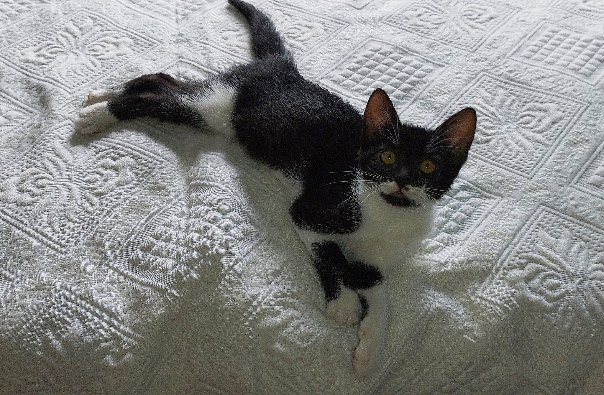 Maya participe au concours pour gagner de l'argent avec cette photo : carnivore, cat, comfort, domestic_short_haired_cat, felidae, flooring, fur, grey, linens, monochrome, monochrome_photography, pattern, paw, small_to_medium_sized_cats, snout, tail, tree, whiskers, wood