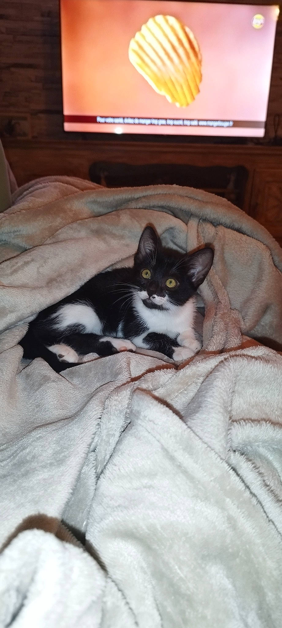 Maya a rejoint le concours — aidez-le/la à gagner de superbes lots ! bed, bedding, box, carnivore, cat, cat_supply, comfort, domestic_short_haired_cat, duvet, felidae, fur, hardwood, linens, picture_frame, room, small_to_medium_sized_cats, tail, television, whiskers, wood