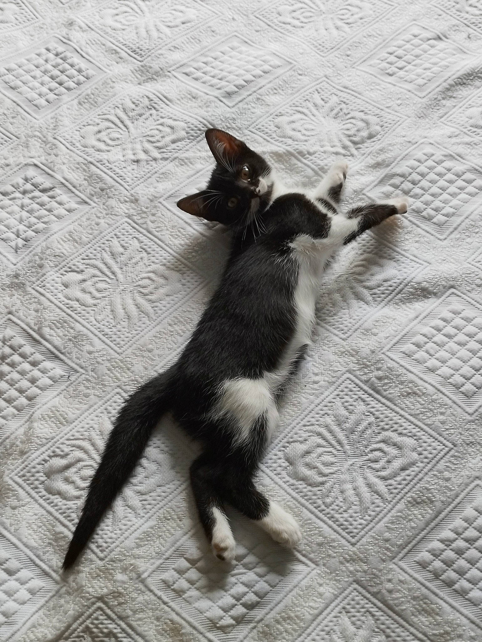 Maya a rejoint le concours — aidez-le/la à gagner de superbes lots ! canidae, carnivore, cat, claw, comfort, companion_dog, dog_breed, domestic_short_haired_cat, felidae, flooring, fur, paw, shadow, small_to_medium_sized_cats, sporting_group, tail, terrestrial_animal, whiskers, wood