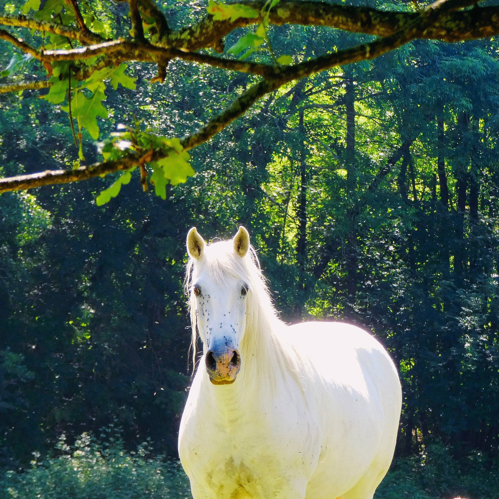 Samba a rejoint le concours — aidez-le/la à gagner de superbes lots ! biome, botany, branch, forest, grass, horse, landscape, leaf, light, mane, natural_environment, natural_landscape, nature, sunlight, tree, trunk, twig, vegetation, wood, woody_plant