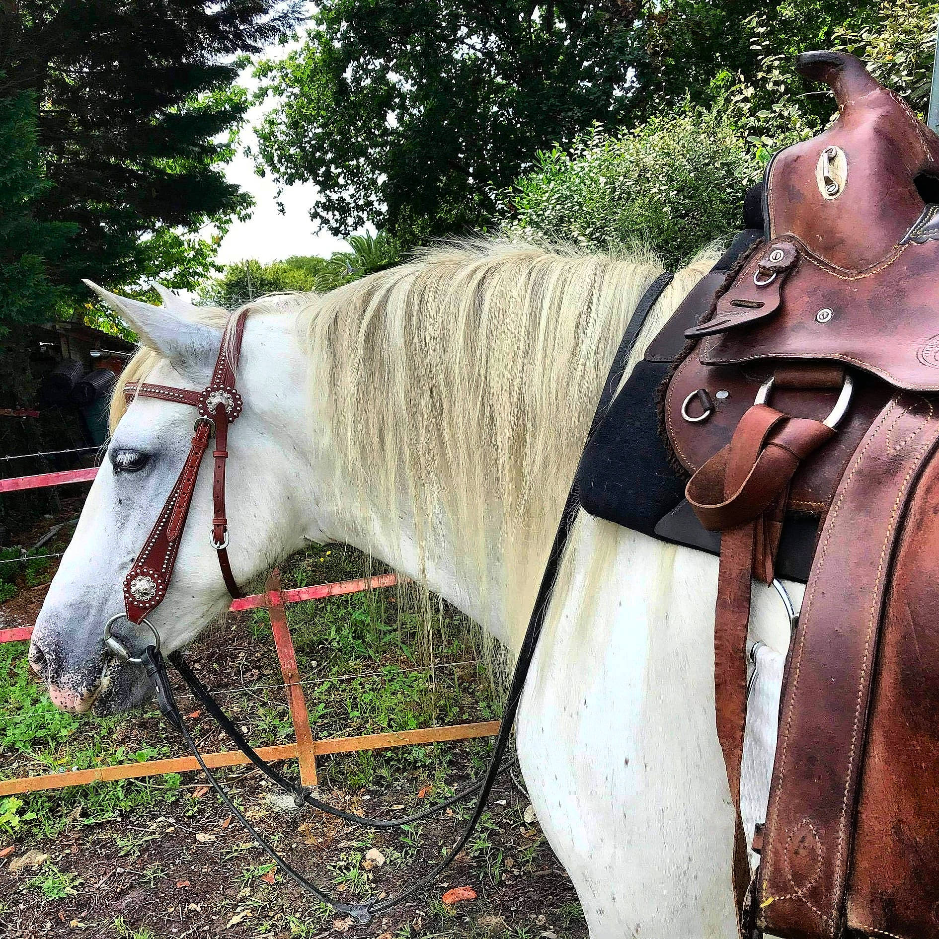 Samba participe au concours pour gagner de l'argent avec cette photo : bit, bridle, fawn, halter, horse, horse_supplies, horse_tack, liver, livestock, mane, pack_animal, pet_supply, plant, rein, saddle, sculpture, snout, terrestrial_animal, tree, working_animal