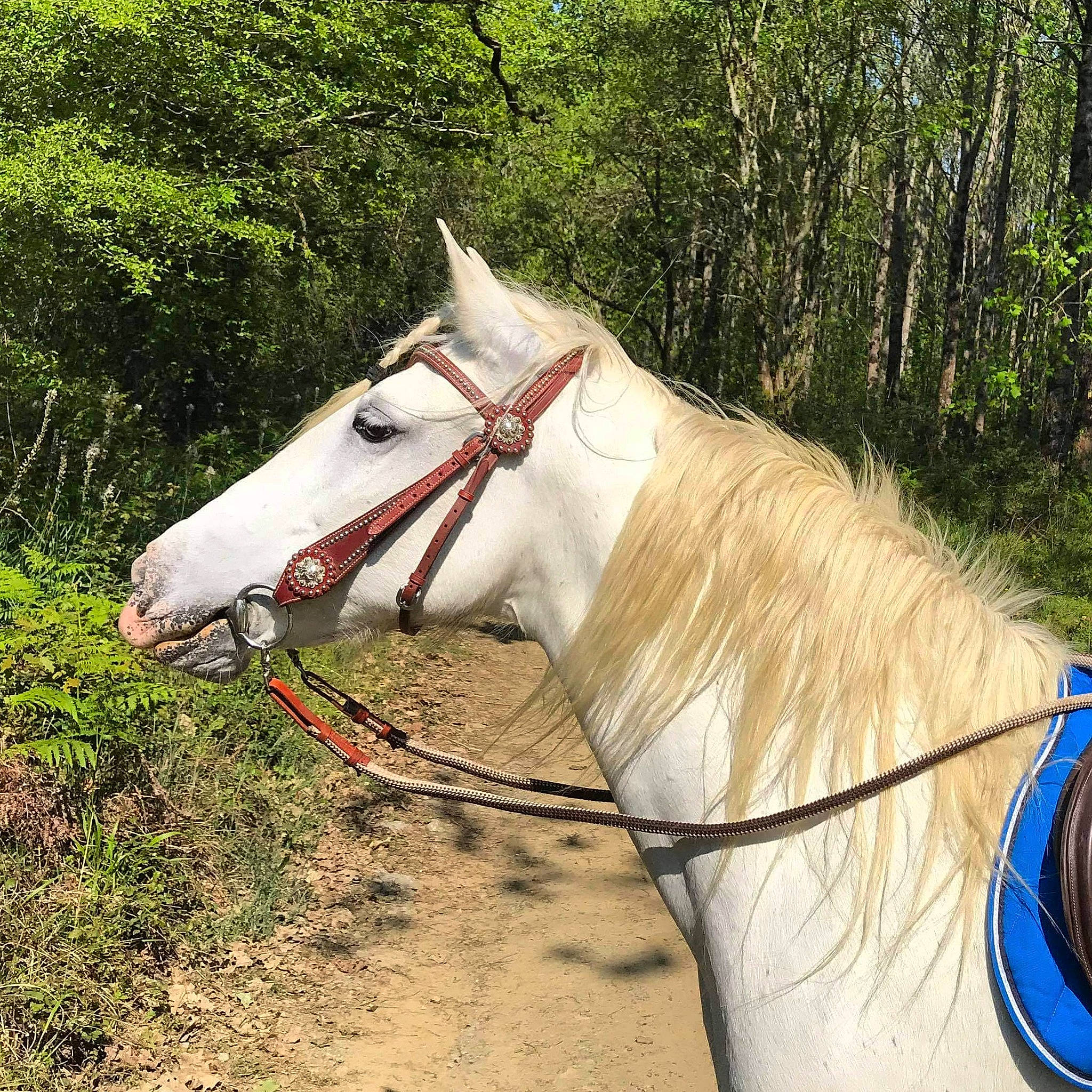 Samba participe au concours pour gagner de l'argent avec cette photo : bit, bridle, grass, horse, horse_supplies, horse_tack, landscape, liver, livestock, mane, mare, pack_animal, plant, recreation, rein, snout, stallion, terrestrial_animal, tree, working_animal