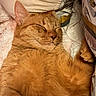 Châtaigne participe au concours pour gagner de l'argent avec cette photo : animal, blanket, cat, closeup, comfort, cozy, cute, domestic_cat, feline, fur, indoor, nap, orange_cat, pet, pillow, relaxation, resting, sleeping, soft, whiskers