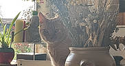 Châtaigne a rejoint le concours — aidez-le/la à gagner de superbes lots ! cat, orange_tabby, vase, dried_flowers, plant, potted_plant, window, natural_light, curious, indoor, decor, table, chair, buddha_statue, candle, flower_pot, wood, greenery, home, still_life