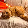 Châtaigne a rejoint le concours — aidez-le/la à gagner de superbes lots ! animal, cat, couch, cozy, cute, domestic_animal, feline, fur, heart_shaped_pillow, home, indoor, laying_down, orange_cat, pet, pillow, relaxed, resting, sofa, tabby, whiskers