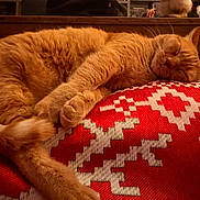 Châtaigne a rejoint le concours — aidez-le/la à gagner de superbes lots ! animal, blanket, cat, comfort, cozy, cute, feline, fur, ginger_cat, home, indoor, pattern, peaceful, pet, red, relaxation, resting, sleeping, warm, white
