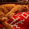 cat, ginger_cat, sleeping, blanket, red, white, pattern, cozy, indoor, pet, feline, resting, fur, cute, comfort, home, animal, relaxation, warm, peaceful