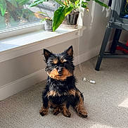 Stella is registered to the contest to win money with this photo: dog, small_dog, indoor, carpet, window, sunlight, plant, green_plant, pet, canine, fur, sitting, cute, animal, domestic_animal, ears, face, floor, shadow, home