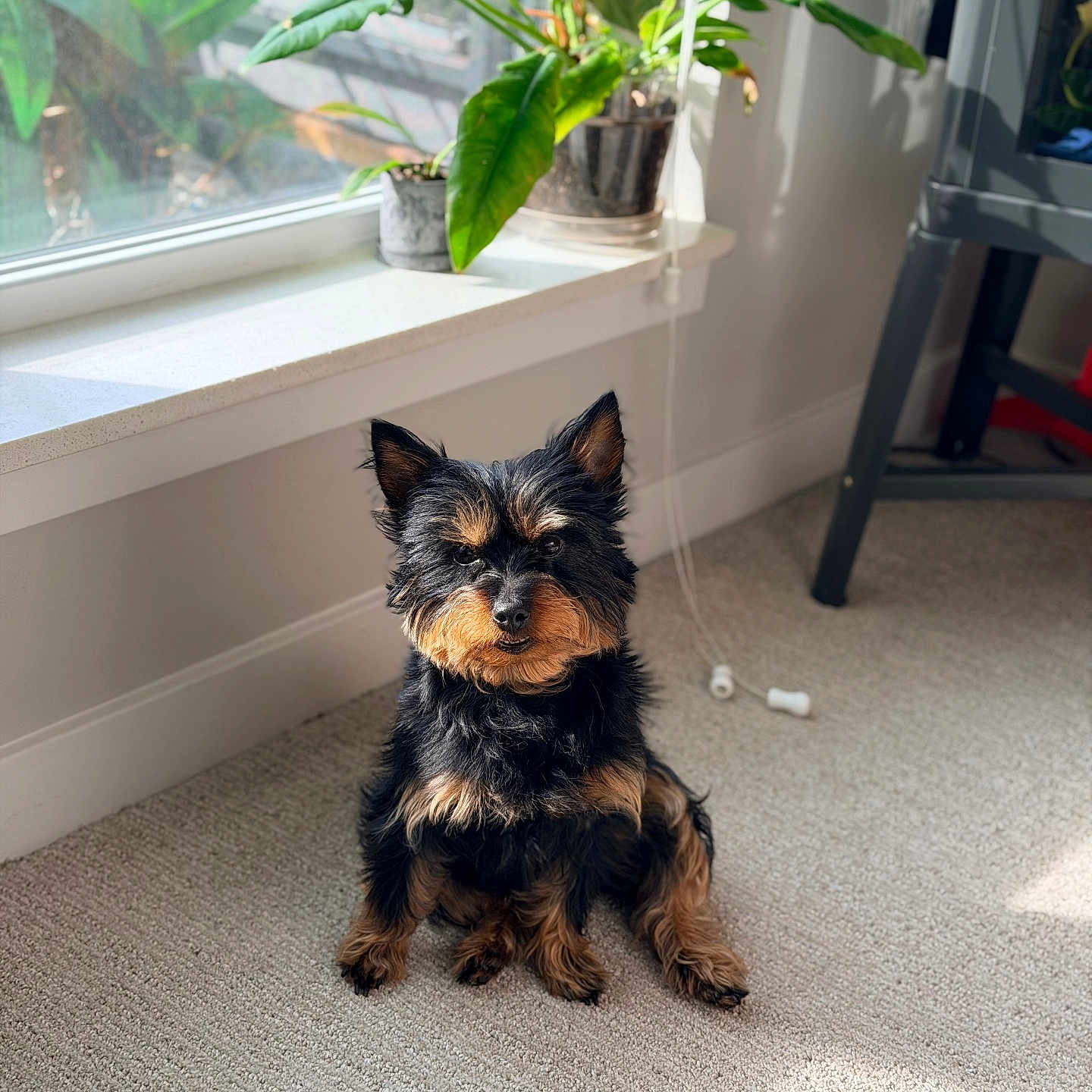 Stella