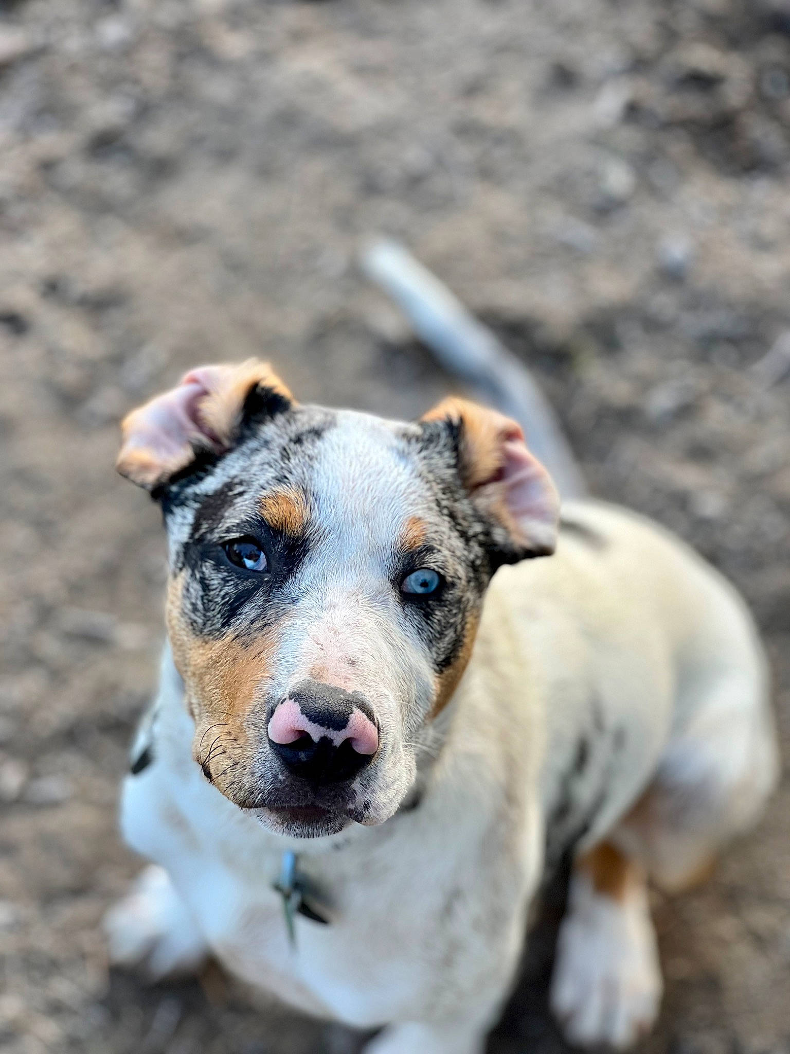 Havoc joined the competition — help win amazing prizes! ancient_dog_breeds, australian_cattle_dog, canidae, carnivore, collar, companion_dog, dog, dog_breed, dog_collar, eye, fawn, leash, non_sporting_group, puppy, snout, sporting_group, street_dog, whiskers, working_animal, working_dog