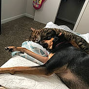 Tiger And Mene joined the competition — help win amazing prizes! cat, dog, bed, blanket, carpet, indoor, sleeping, snuggling, pet, animal, fur, resting, cozy, tabby_cat, doberman, door, bag, quiet, peaceful, cute