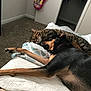 cat, dog, bed, blanket, carpet, indoor, sleeping, snuggling, pet, animal, fur, resting, cozy, tabby_cat, doberman, door, bag, quiet, peaceful, cute