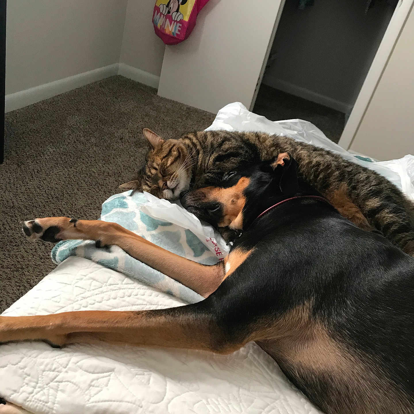 Tiger And Mene joined the competition — help win amazing prizes! animal, bag, bed, blanket, carpet, cat, cozy, cute, doberman, dog, door, fur, indoor, peaceful, pet, quiet, resting, sleeping, snuggling, tabby_cat