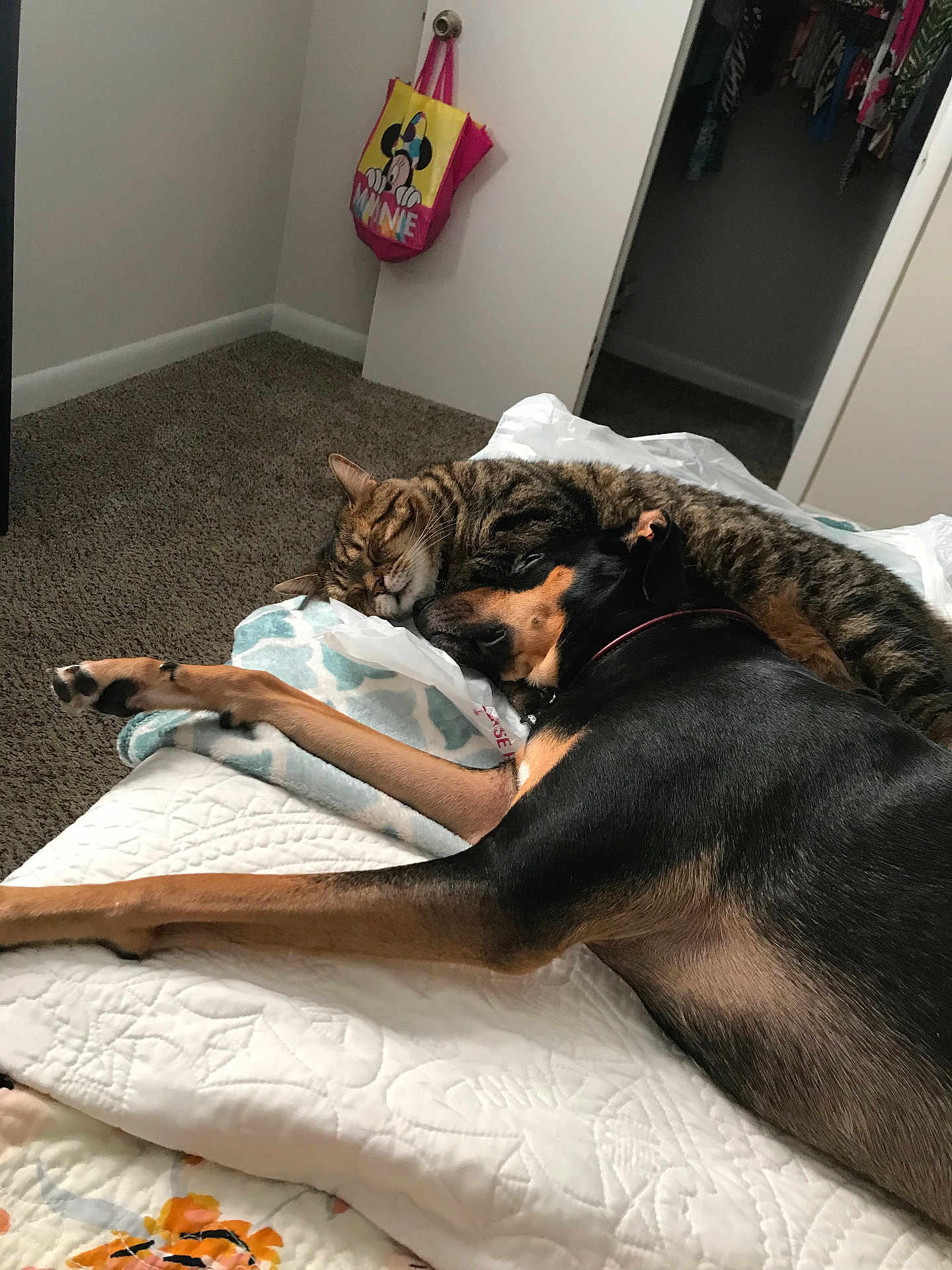 Tiger And Mene joined the competition — help win amazing prizes! cat, dog, bed, blanket, carpet, indoor, sleeping, snuggling, pet, animal, fur, resting, cozy, tabby_cat, doberman, door, bag, quiet, peaceful, cute