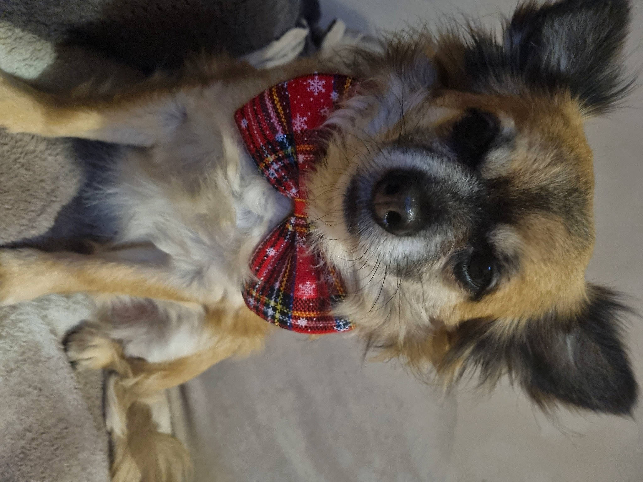 Mickey participe au concours pour gagner de l'argent avec cette photo : canidae, carnivore, collar, companion_dog, dog, dog_breed, dog_collar, dog_supply, ear, fawn, fur, leash, paw, small_terrier, snout, sporting_group, terrier, toy_dog, whiskers, working_animal