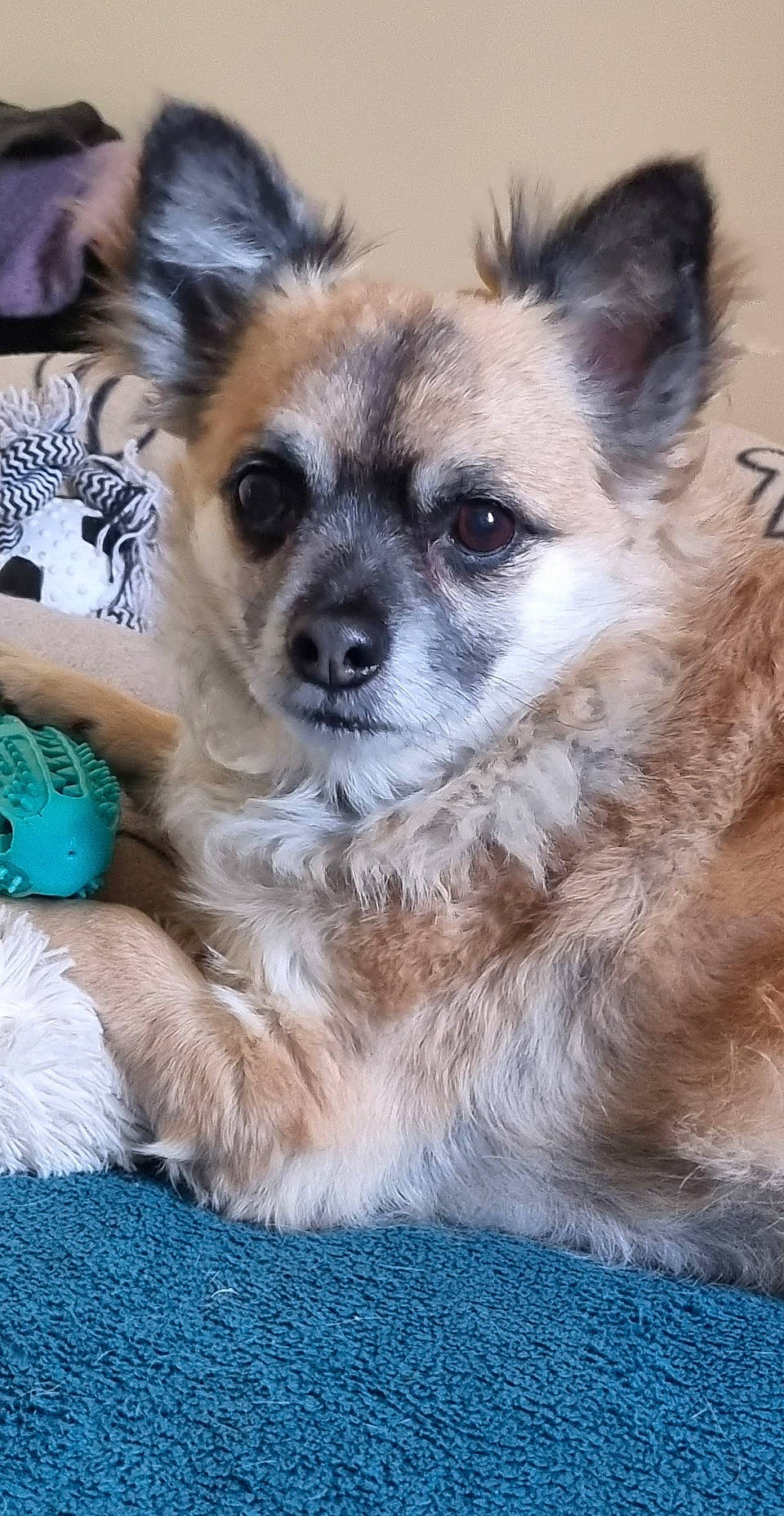 Mickey a rejoint le concours — aidez-le/la à gagner de superbes lots ! canidae, carnivore, chihuahua, companion_dog, dog, dog_breed, dog_supply, eye, fawn, fur, hair, head, paw, snout, sporting_group, terrestrial_animal, toy_dog, whiskers, wildlife, working_animal