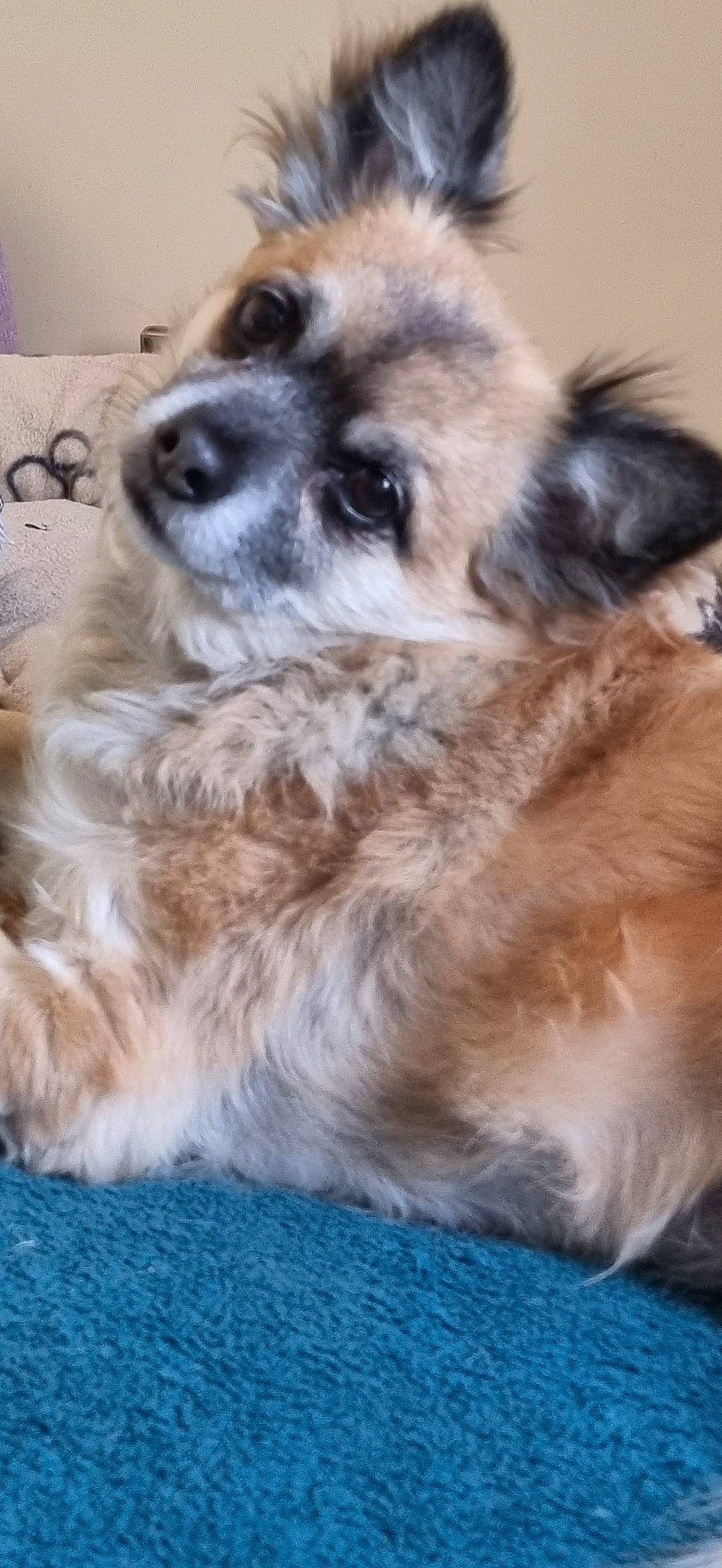 Mickey a rejoint le concours — aidez-le/la à gagner de superbes lots ! ancient_dog_breeds, canidae, carnivore, companion_dog, dog, dog_breed, eye, fawn, fur, miniature_australian_shepherd, paw, plant, snout, sporting_group, tail, terrestrial_animal, whiskers, working_animal, working_dog