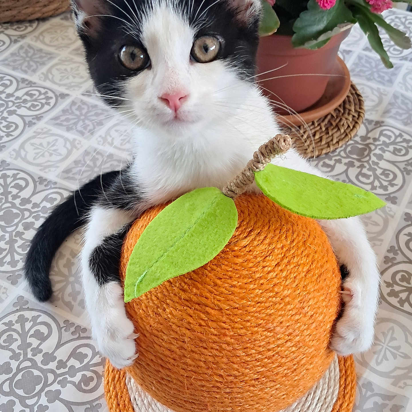 Tartine a rejoint le concours — aidez-le/la à gagner de superbes lots ! animal, black_and_white, cat, close_up, curious, cute, ears, flower_pot, green_leaves, home_decor, indoor, kitten, orange, patterned_floor, paws, pet, pink_flowers, scratching_post, tail, whiskers