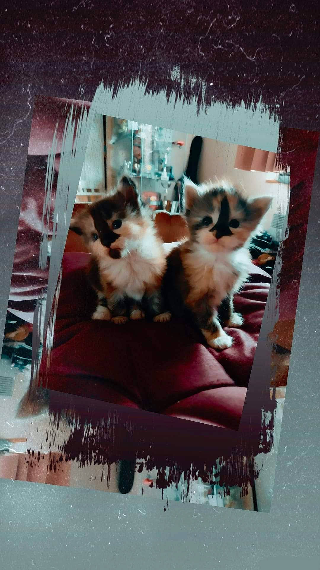 Angelina Et Mimi participe au concours pour gagner de l'argent avec cette photo : art, carnivore, cat, chair, companion_dog, fawn, felidae, fur, magenta, photo_caption, plant, rectangle, room, siamese, small_to_medium_sized_cats, tail, visual_arts, whiskers, window