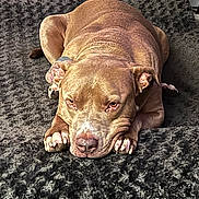 Thor is registered to the contest to win money with this photo: dog, pitbull, brown_dog, pet, blanket, furry_bed, resting, indoor, close_up, portrait, paw, nose, eyes, face, floor, wooden_drawer, sleepy, plush, cute, companion