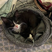 Bunny joined the competition — help win amazing prizes! kitten, cat, pet, animal, black_and_white, fur, whiskers, bed, blanket, towel, soft, cozy, indoors, cute, resting, looking_up, curious, small, domestic_animal, sleeping_area