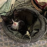 kitten, cat, pet, animal, black_and_white, fur, whiskers, bed, blanket, towel, soft, cozy, indoors, cute, resting, looking_up, curious, small, domestic_animal, sleeping_area