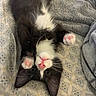 Bunny joined the competition — help win amazing prizes! kitten, cat, pet, feline, black_and_white, pink_paw_pads, pink_nose, whiskers, lying_down, upside_down, cozy, blanket, bed, indoor, cute, soft, fur, sleepy, resting, young_cat