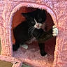 Bunny is registered to the contest to win money with this photo: kitten, cat, black_and_white, feline, pet, cute, indoor, pink, furry, cat_house, paw, whiskers, curious, animal, small, cozy, soft, toy, playful, domestic
