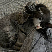 Nugget is registered to the contest to win money with this photo: animals, bed, black_and_white_cat, blanket, cat, close_up, companionship, cozy, cute, feline, fur, indoor, patterned_bedding, pets, relaxation, resting, sleeping_cat, soft_texture, tabby_cat, whiskers