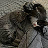 Nugget is registered to the contest to win money with this photo: cat, sleeping_cat, tabby_cat, black_and_white_cat, bed, blanket, cozy, feline, pets, indoor, resting, cute, fur, whiskers, patterned_bedding, relaxation, companionship, animals, soft_texture, close_up
