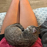 Nugget joined the competition — help win amazing prizes! cat, tabby_cat, sleeping, lap, person, legs, pink_shirt, black_shorts, wooden_floor, patterned_fabric, cozy, indoor, pet, fur, relaxation, resting, domestic_animal, cute, animal, companion