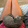 cat, tabby_cat, sleeping, lap, person, legs, pink_shirt, black_shorts, wooden_floor, patterned_fabric, cozy, indoor, pet, fur, relaxation, resting, domestic_animal, cute, animal, companion