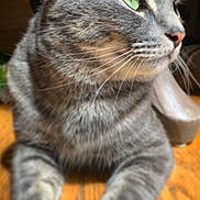 Sneaker joined the competition — help win amazing prizes! animal, calm, cat, close_up, cute, domestic_cat, feline, fur, gray_tabby, green_eyes, indoor, laying_down, paws, pet, portrait, relaxed, side_view, whiskers, whiskers_visible, wooden_floor