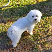 Snowflake joined the competition — help win amazing prizes! animal, canine, curious, daylight, dog, fluffy, fur, grass, ground, looking_back, nature, outdoor, pet, pine_needles, playful, shadow, small_dog, sunlight, walk, white_dog