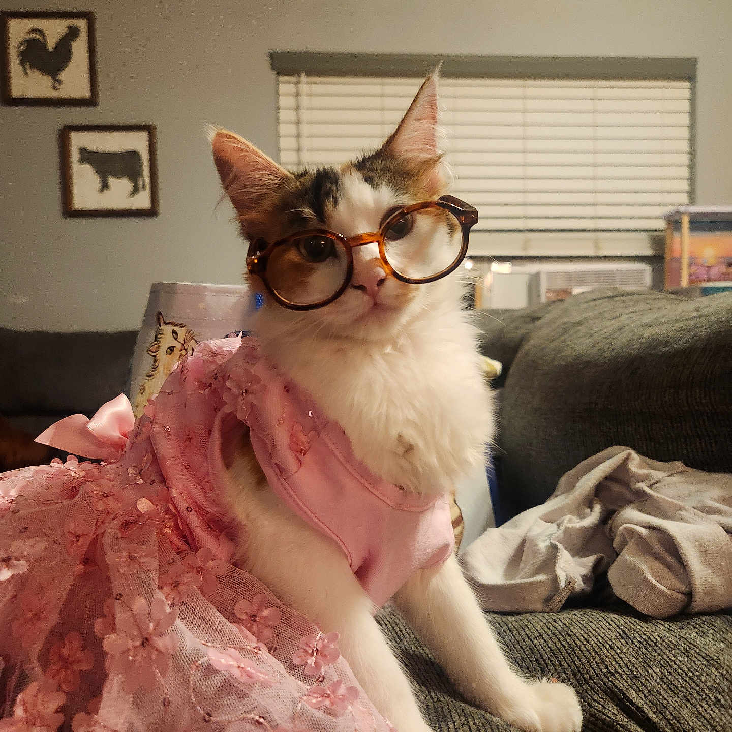 Callie is registered to the contest to win money with this photo: accessories, animal, architecture, art, building, clothing, couch, dress, face, formalwear, furniture, glasses, head, indoors, livingroom, painting, person, photography, portrait, room