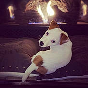 Alfie joined the competition — help win amazing prizes! puppy, dog, white, brown, cushion, bed, fireplace, cozy, indoor, pet, animal, looking_back, warm, resting, cute, fur, ears, tail, domestic, relaxing