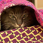 Budd joined the competition — help win amazing prizes! animal, blanket, cat, closeup, colorful, cozy, cute, eyes, fabric, face, fur, hidden, indoor, pattern, pet, quilt, resting, texture, warm, whiskers